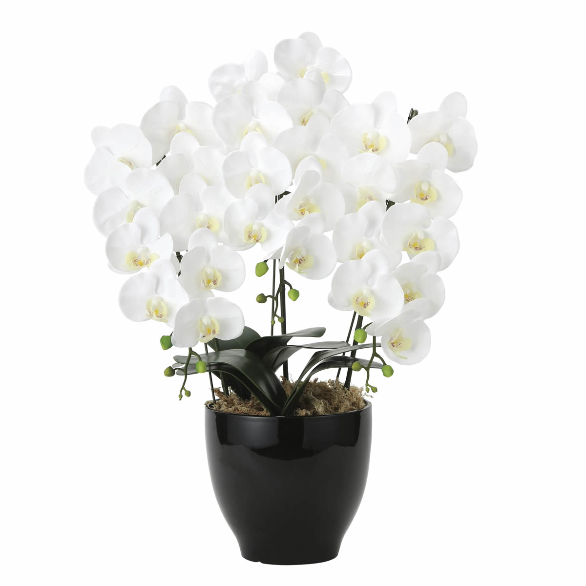 フレッシュ胡蝶蘭3本立W